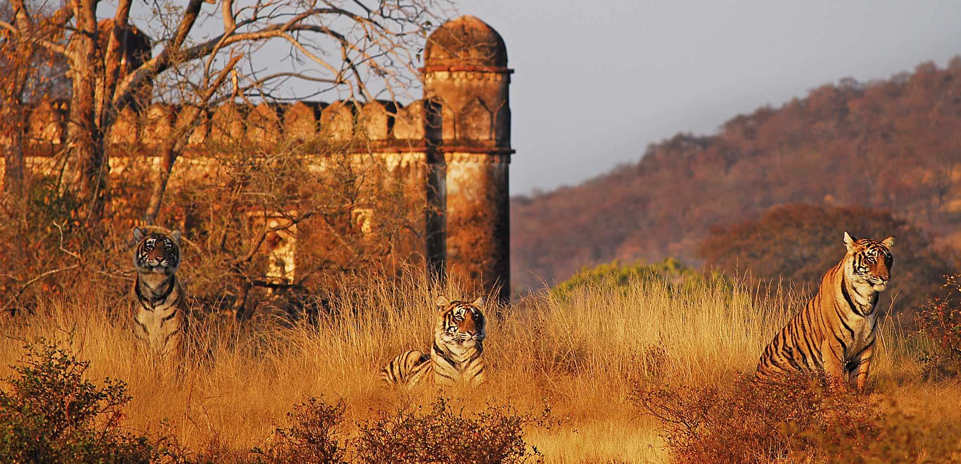 Camping With safari Tour